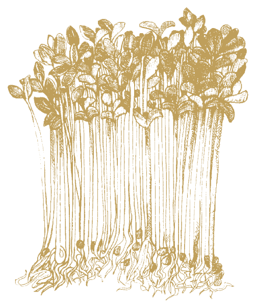 Alfalfa Sprouts