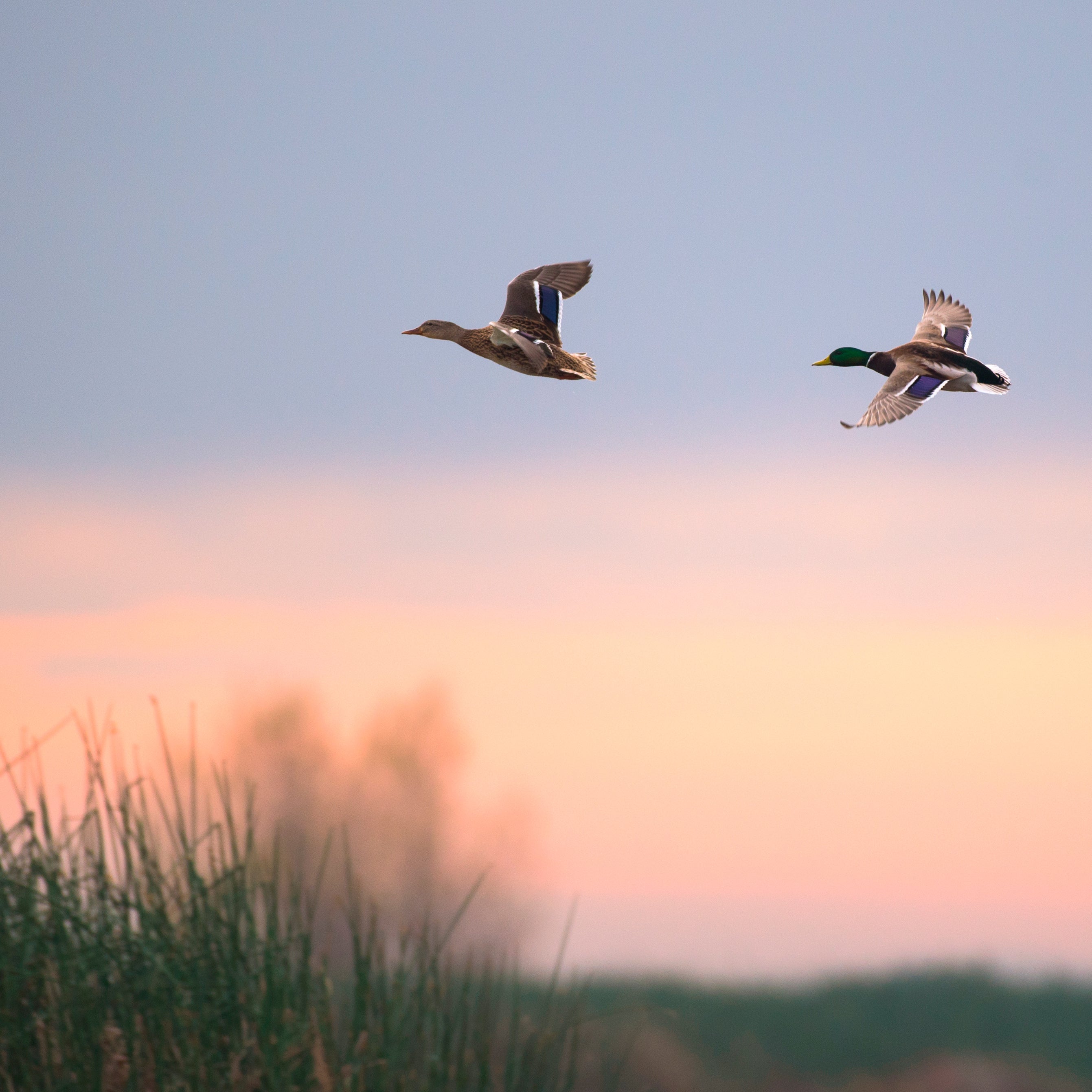 OUR FINEST OLDER, 10KG