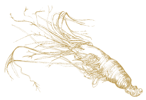 Ginseng