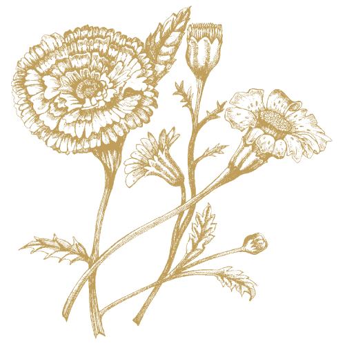 Marigold