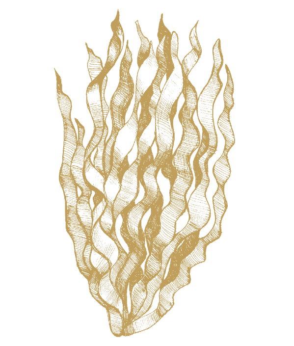 Seaweed
