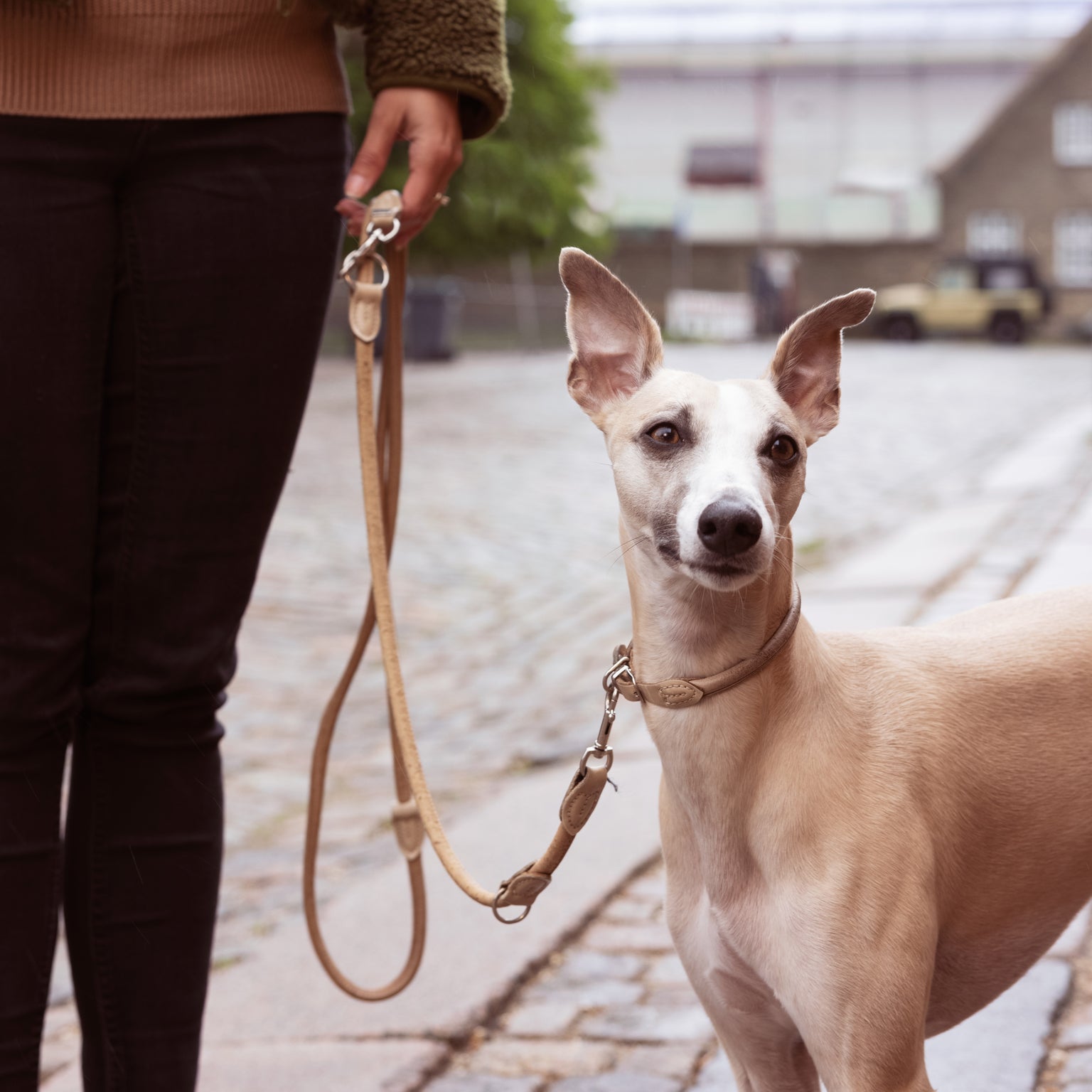 Is your dog at a healthy weight?