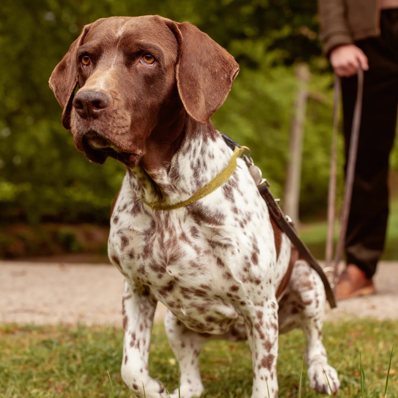 How long can a dog hold it?
