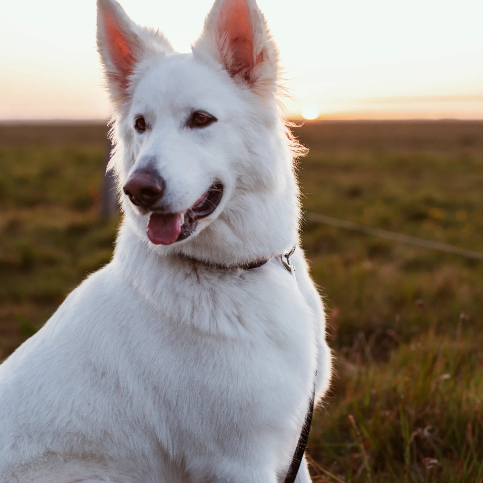 What do fleas look like on dogs?