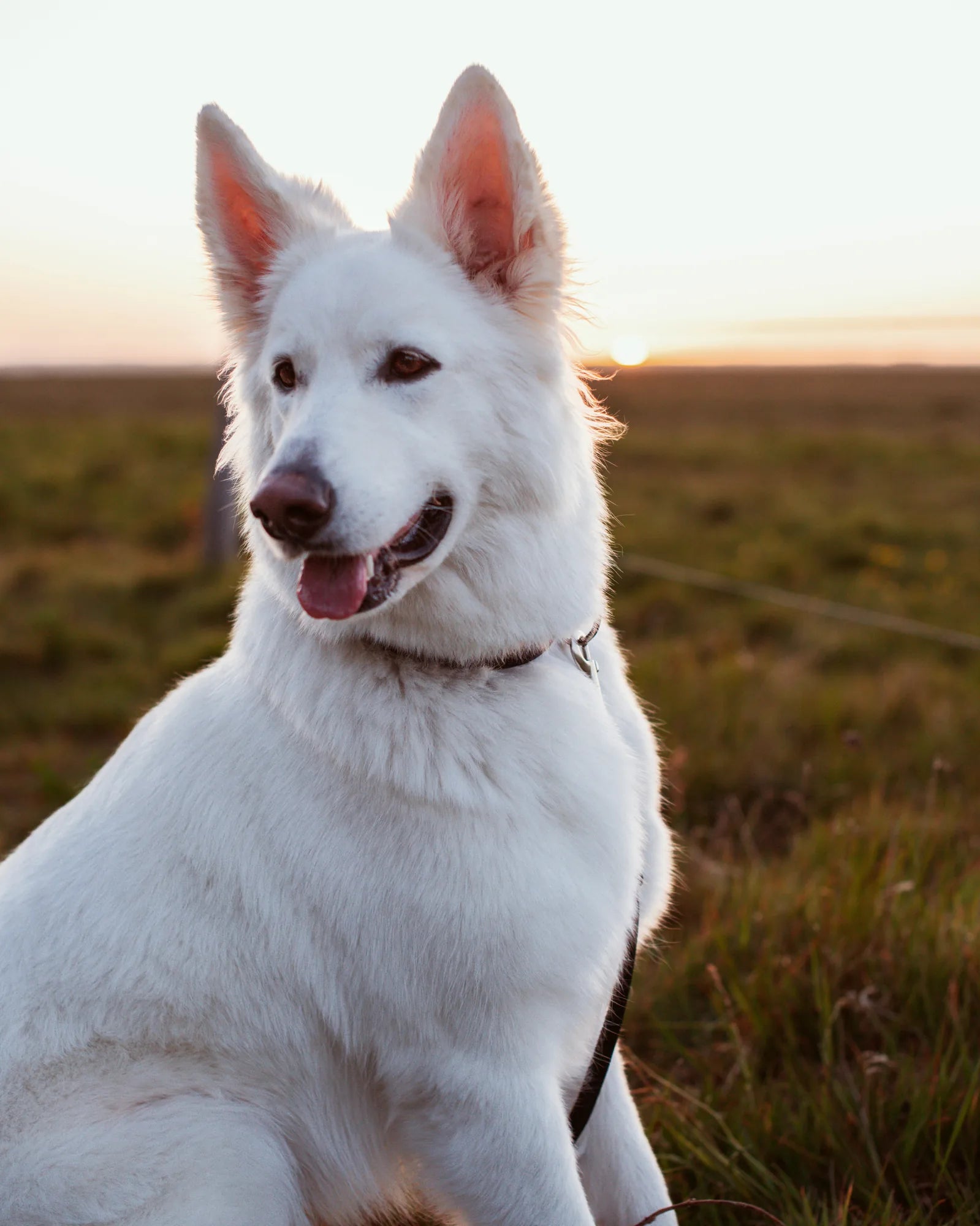 Why does my dog bark?