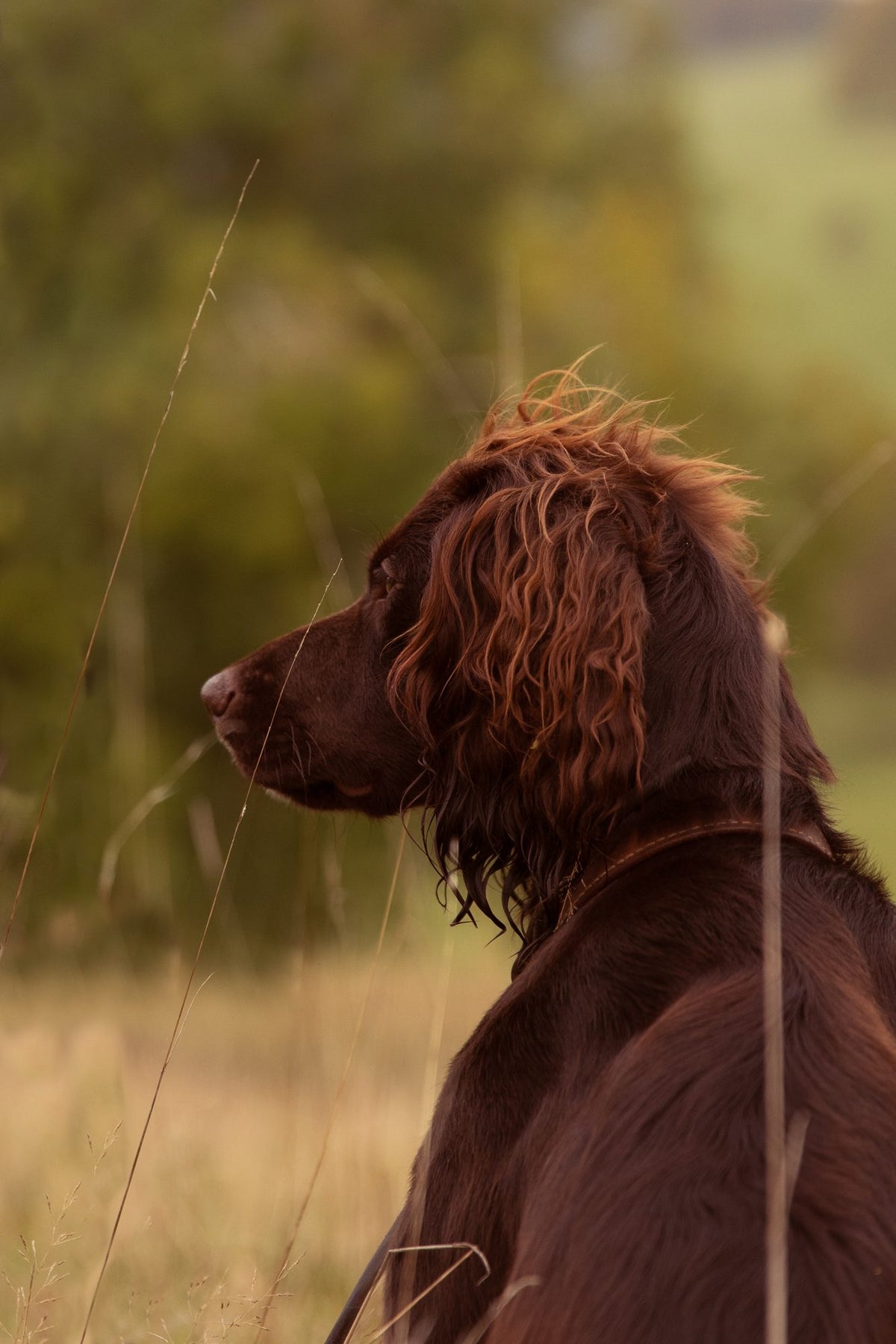 How many hours does a dog sleep?