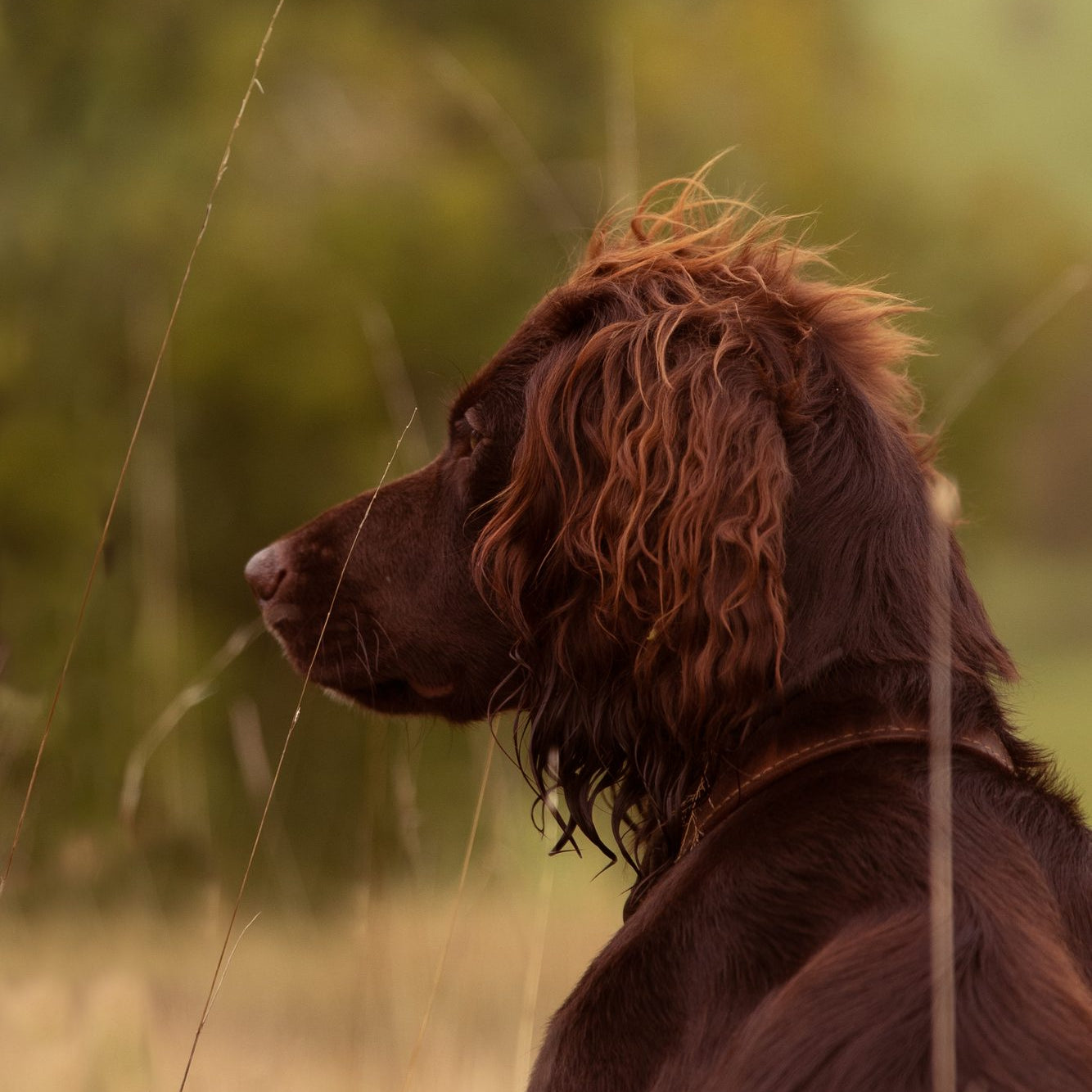 Which fish oil is best for dogs?