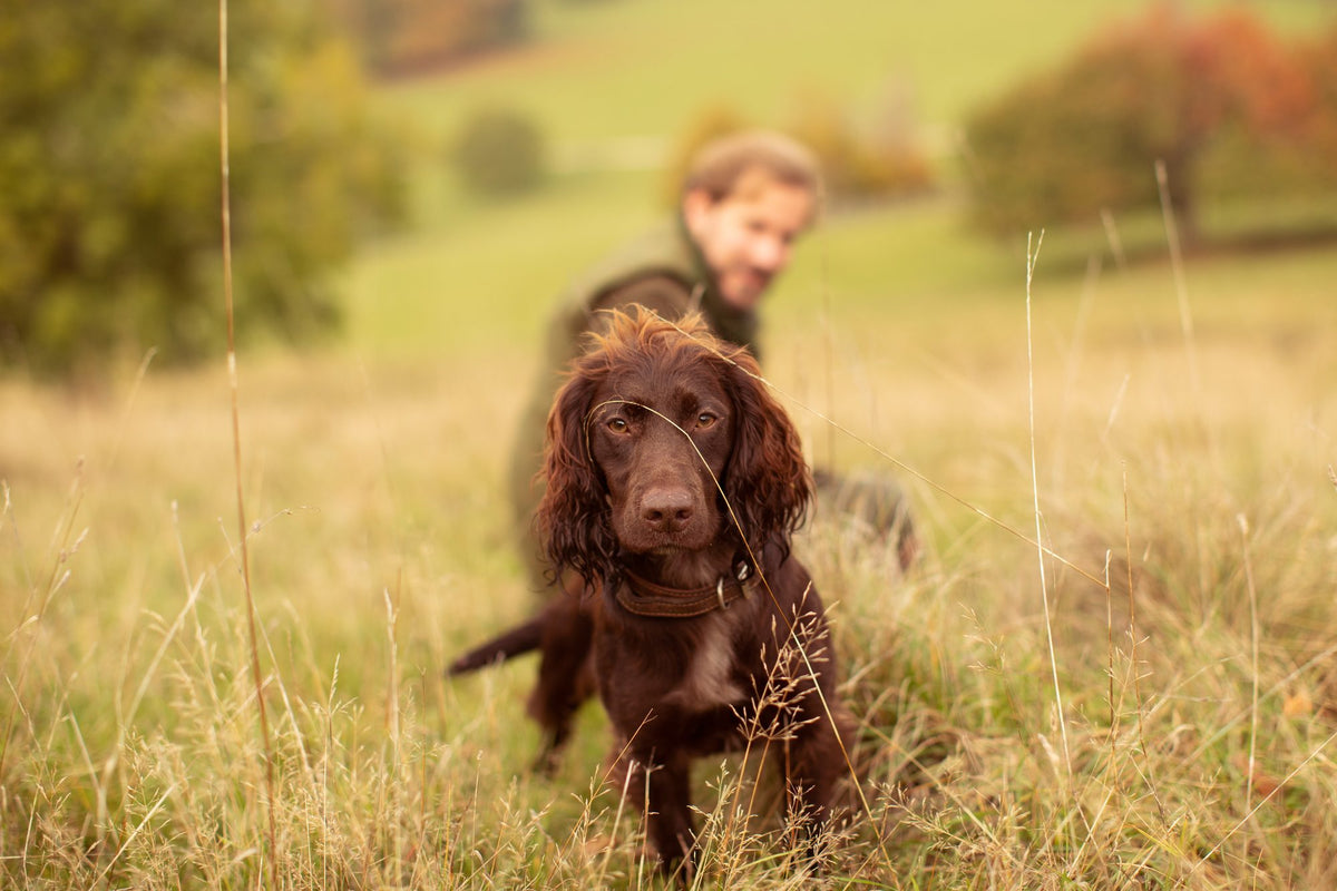 How do I know if my dog has eaten snus?