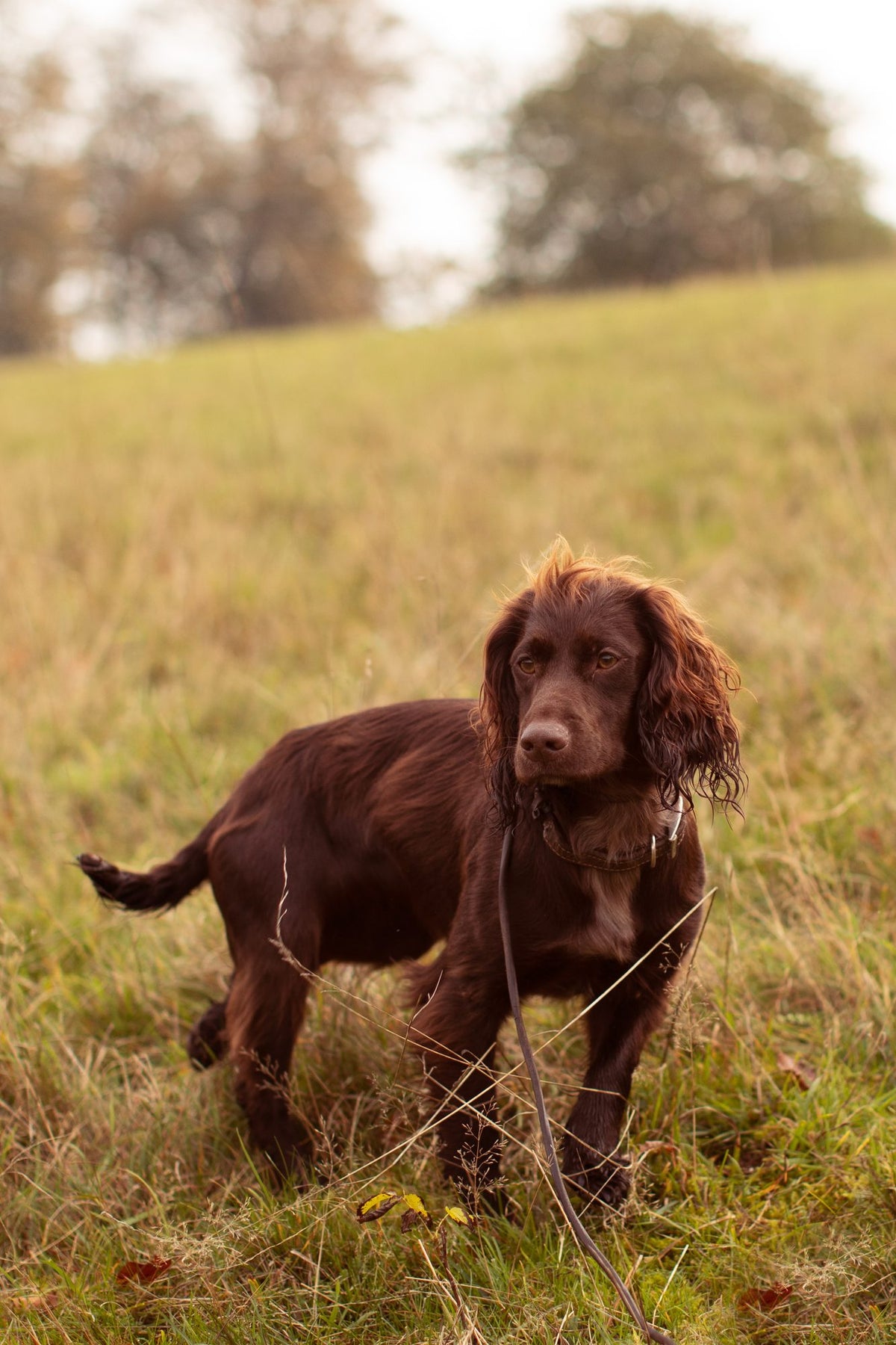 How often are dogs in heat?