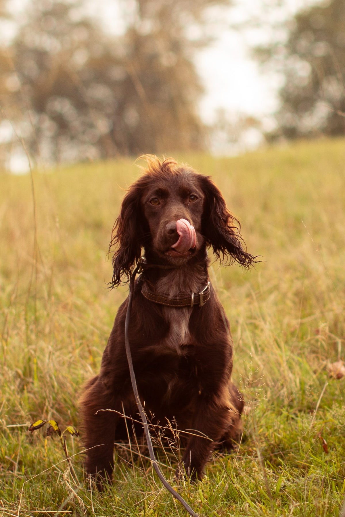 What is mange in dogs?
