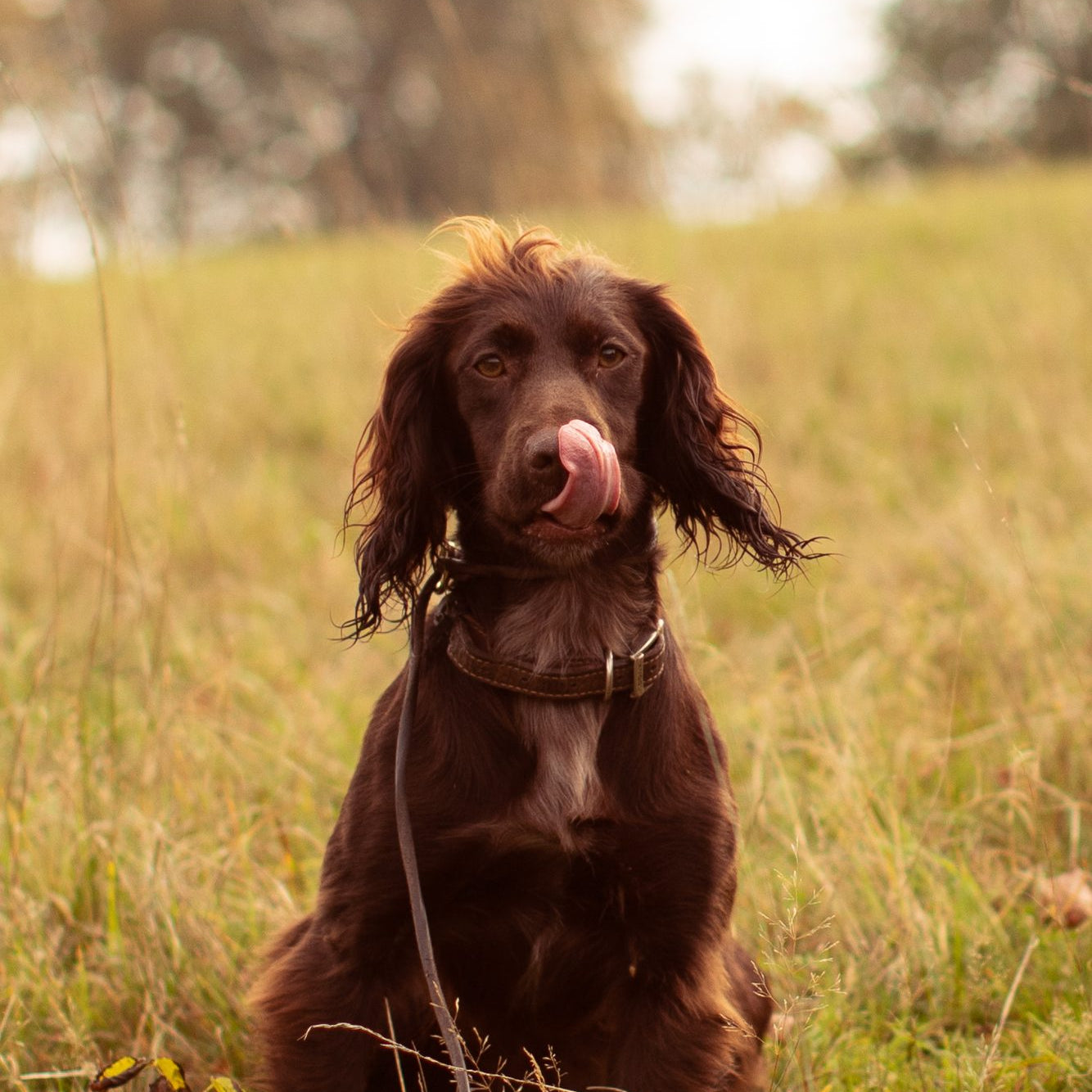 Why do dogs sleep so much?