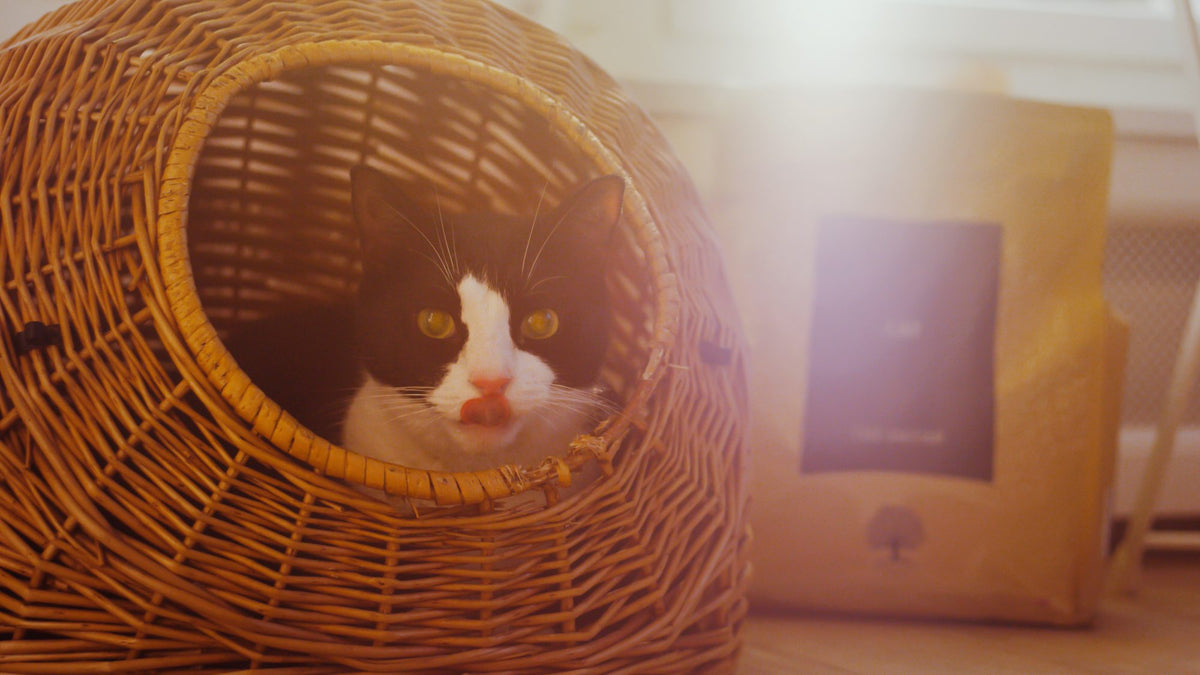 Why do cats bite?