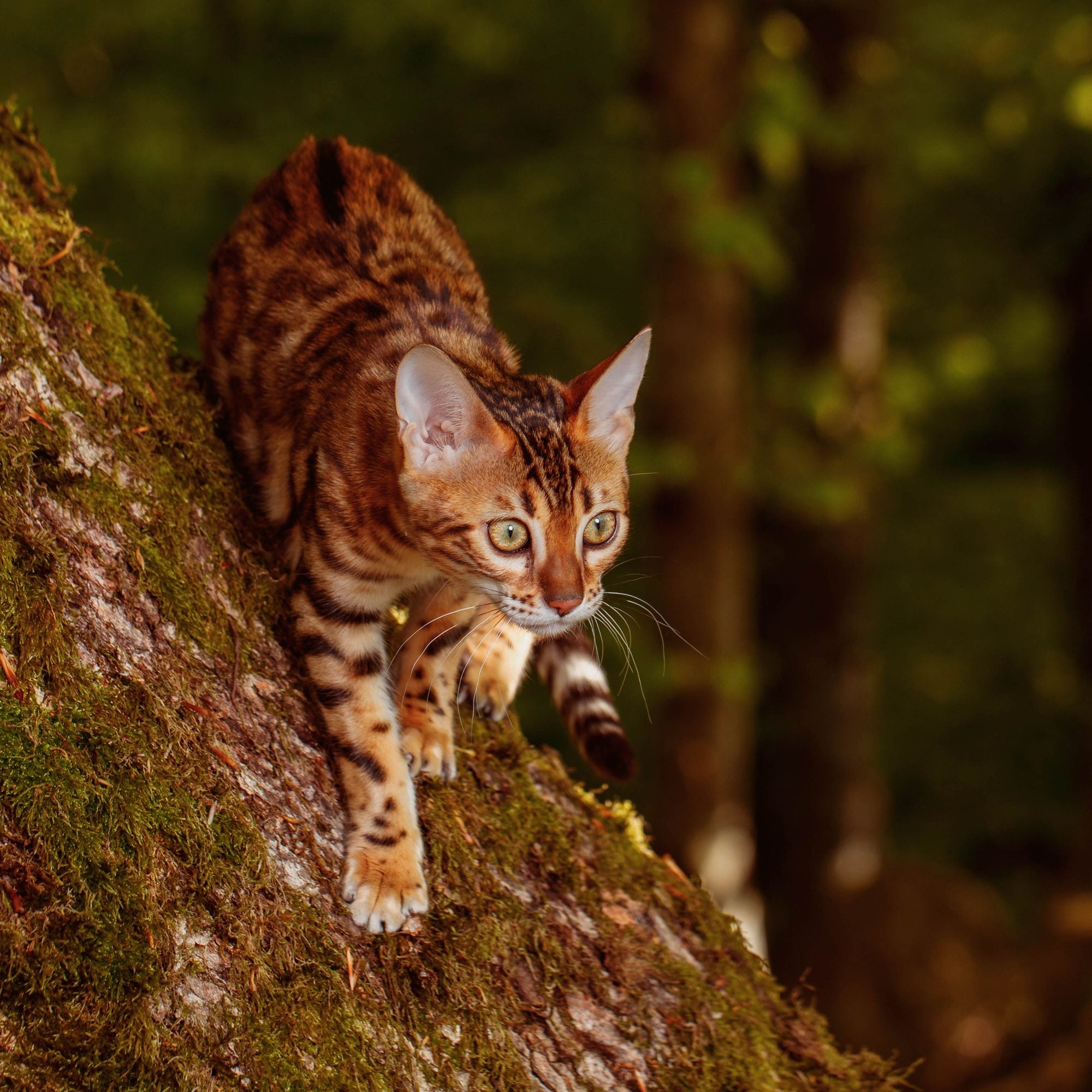 When is a cat a senior?