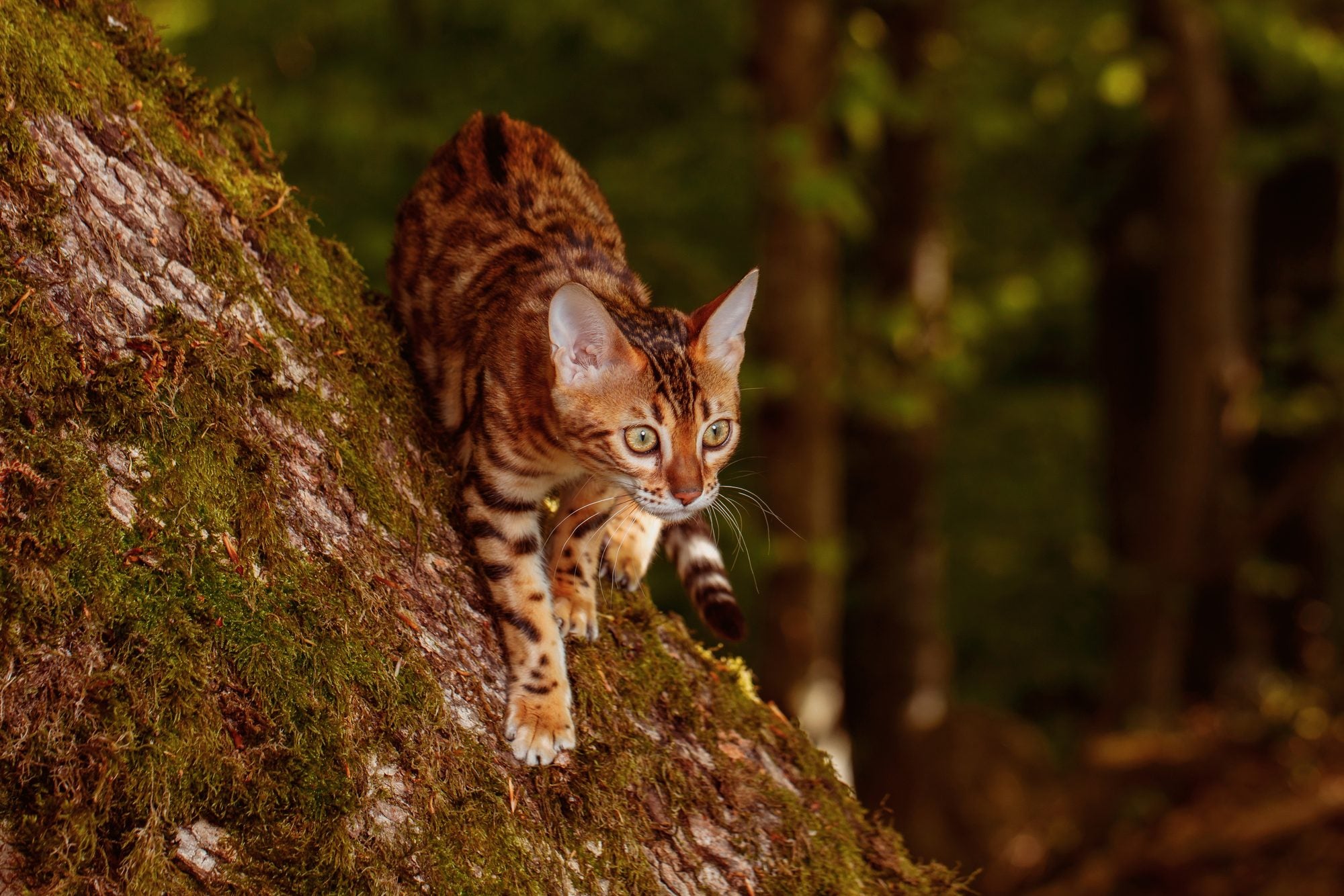 How does a cat purr?