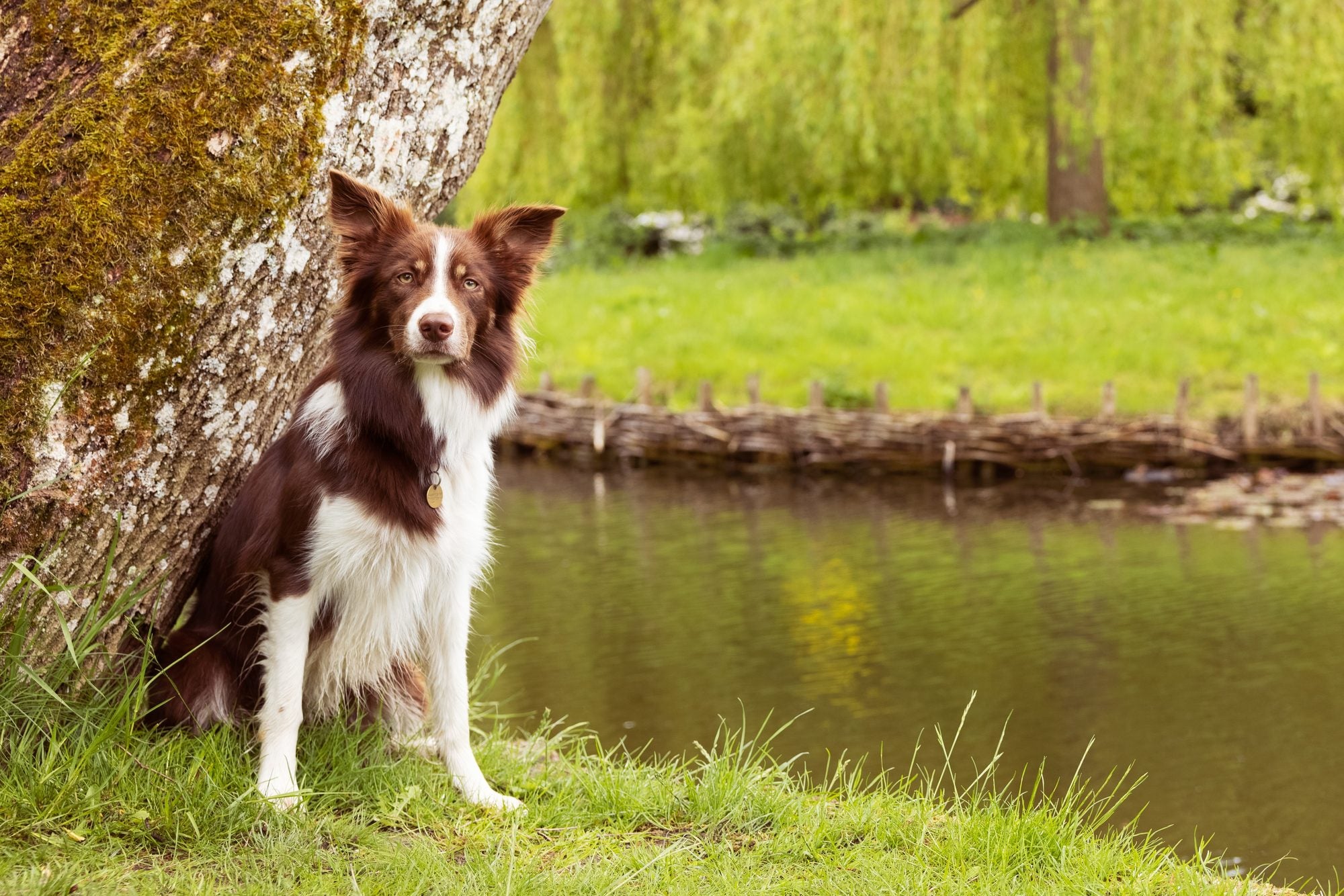 How do I get my dog to stop barking?