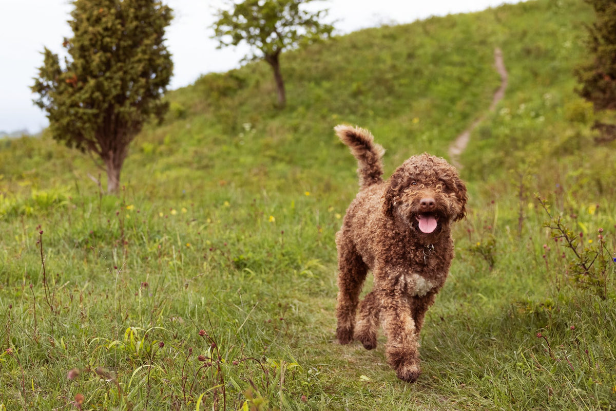 How do dogs see the world?