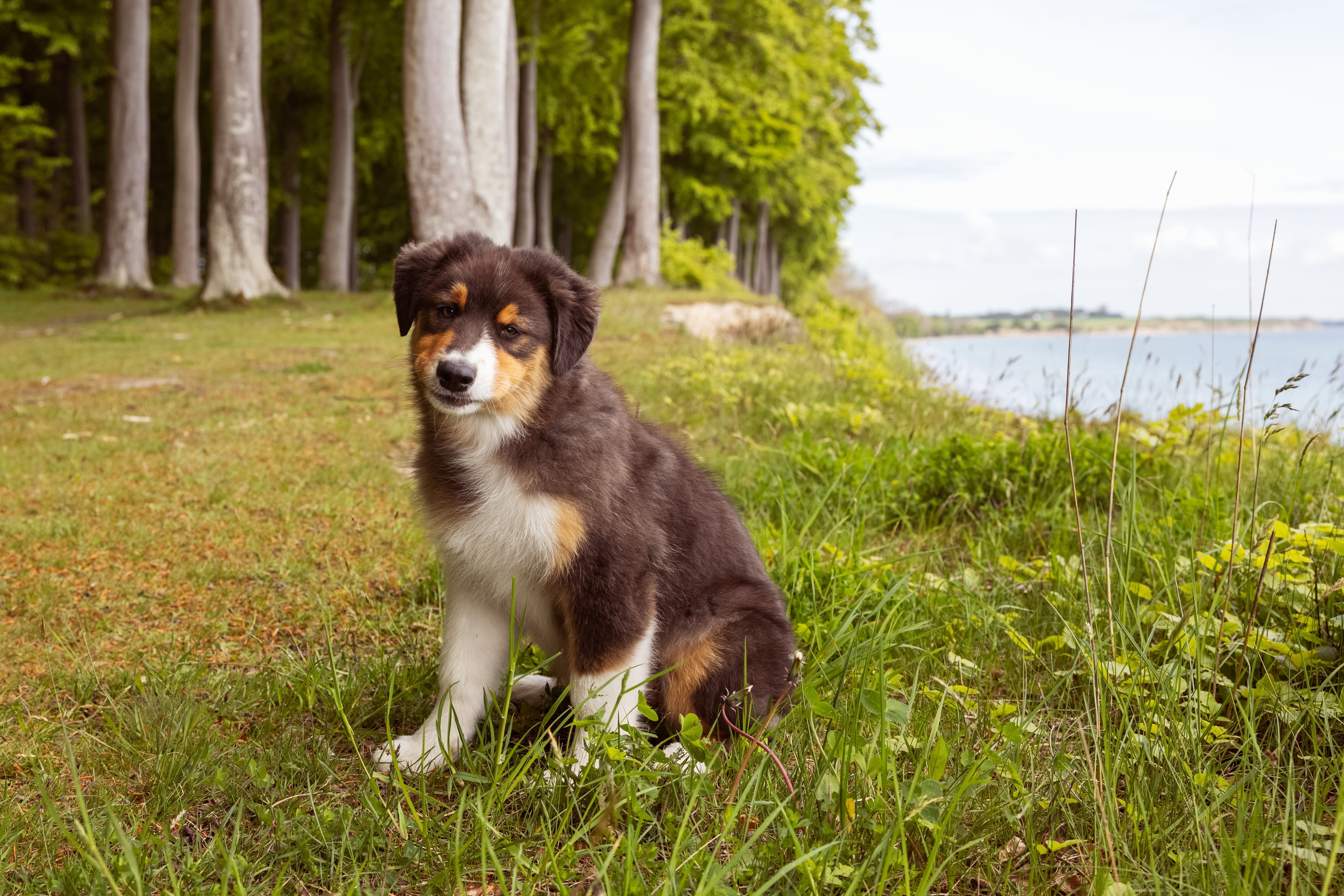 The best start in life for your puppy