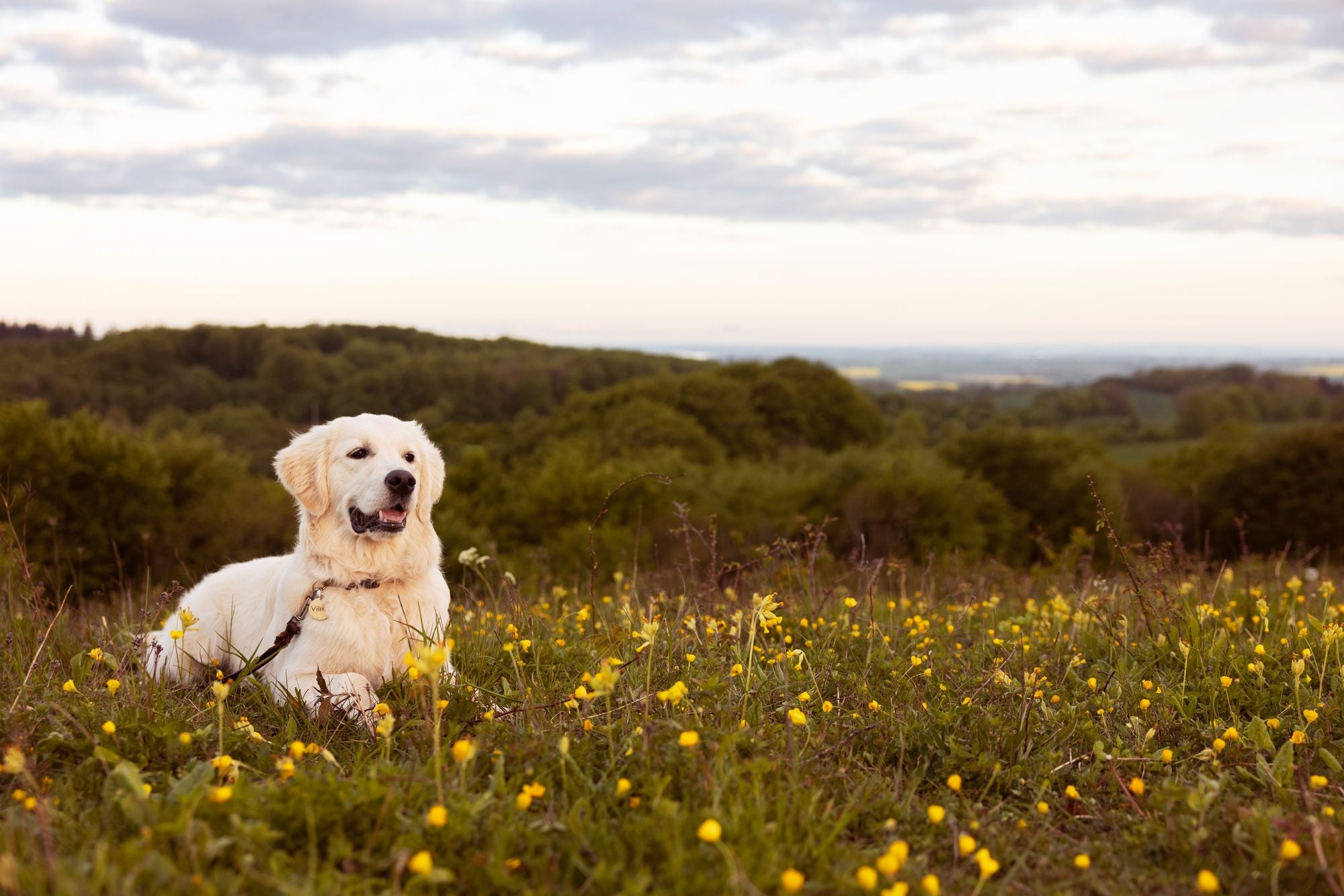 Which colors can dogs see?