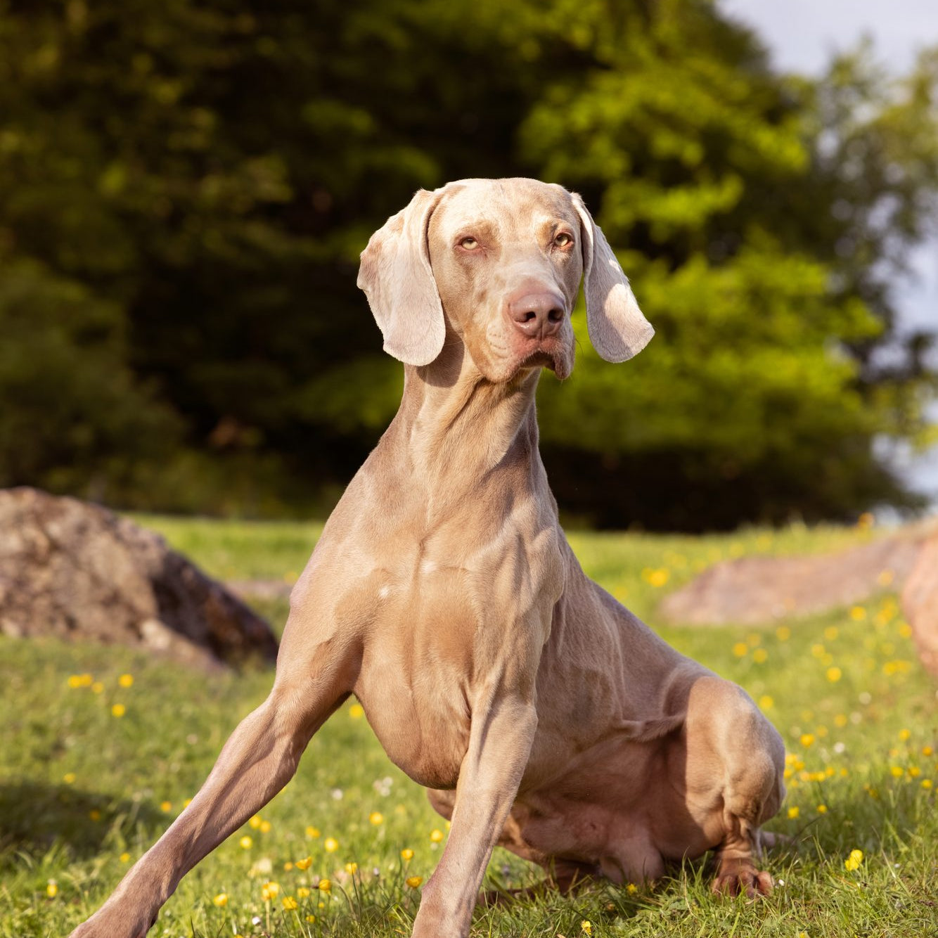 Why do dogs yawn?