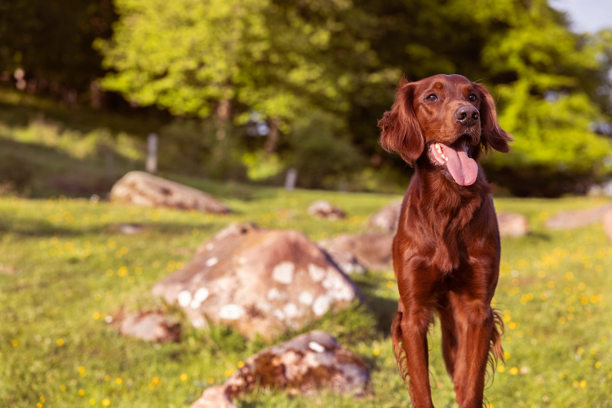 Why do dogs howl?