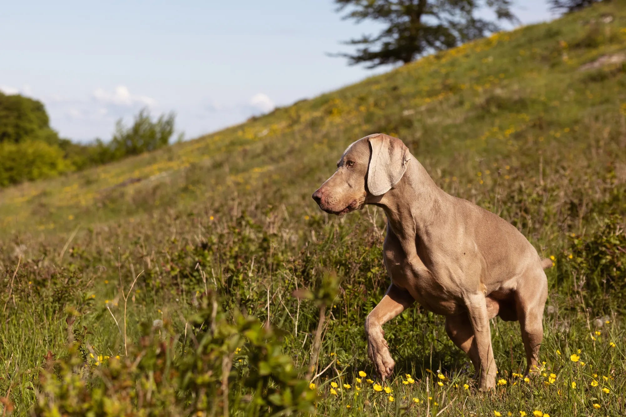 How much paracetamol can a dog have?