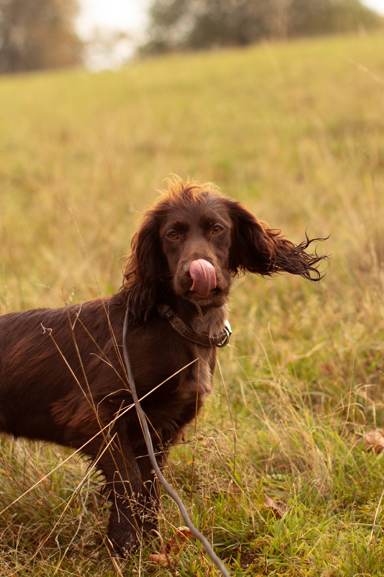 How well does a dog hear?