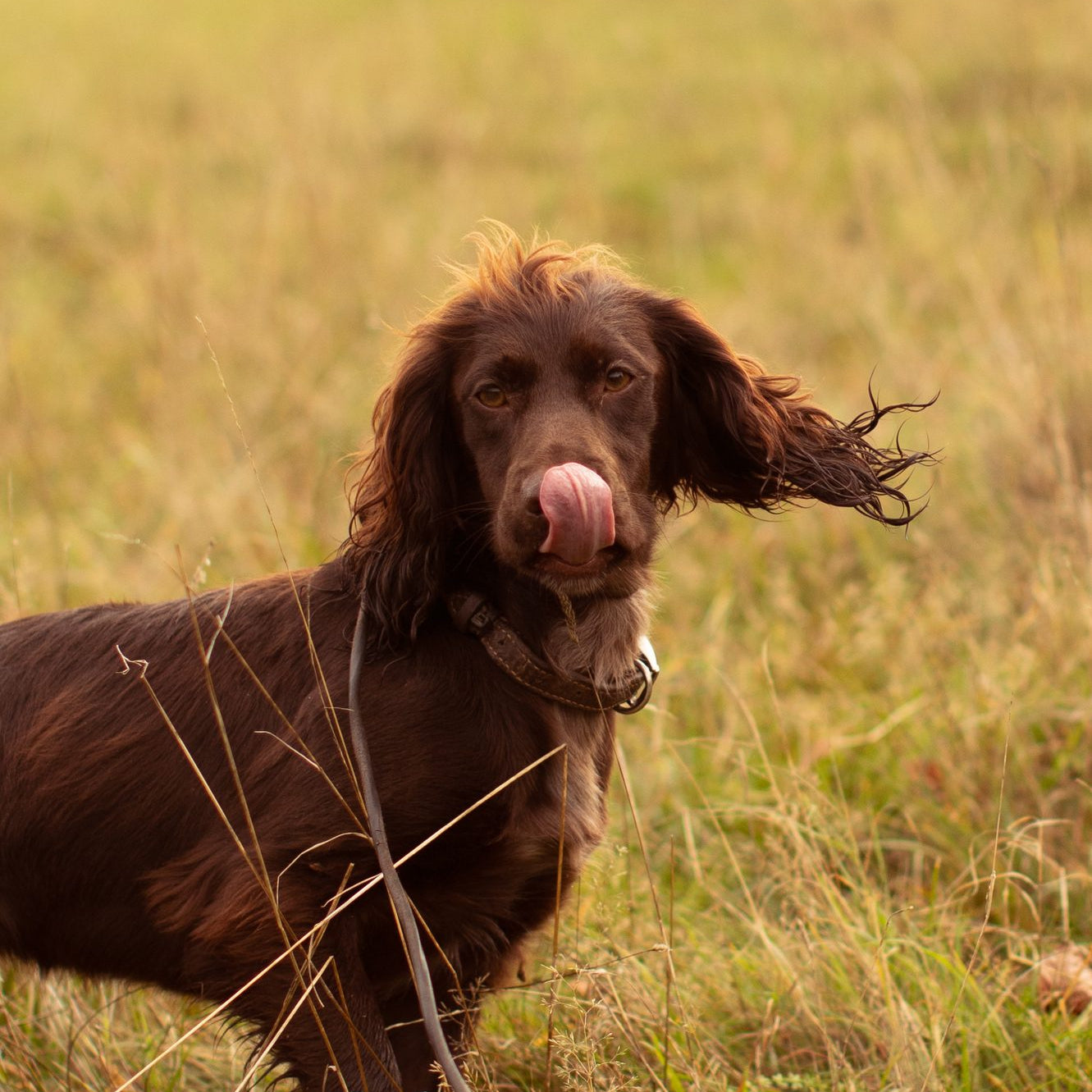 How do I help a stressed dog?