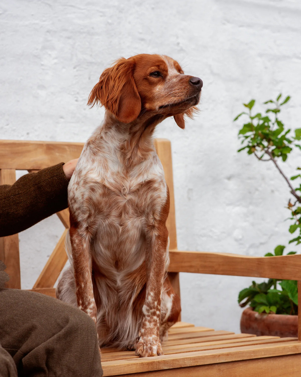 How long is a dog in heat?