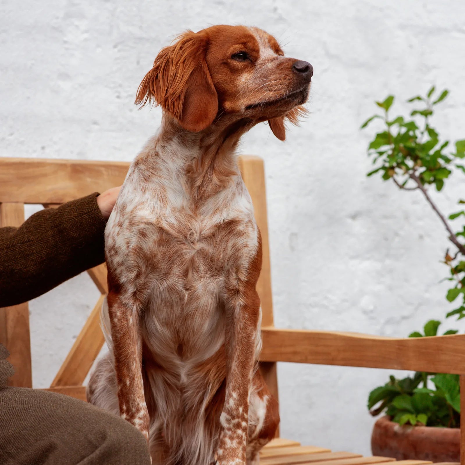 How do you teach a dog to be home alone?