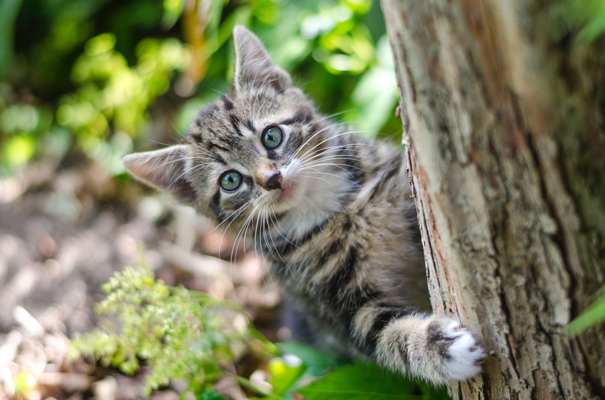 How many kittens does a cat have?