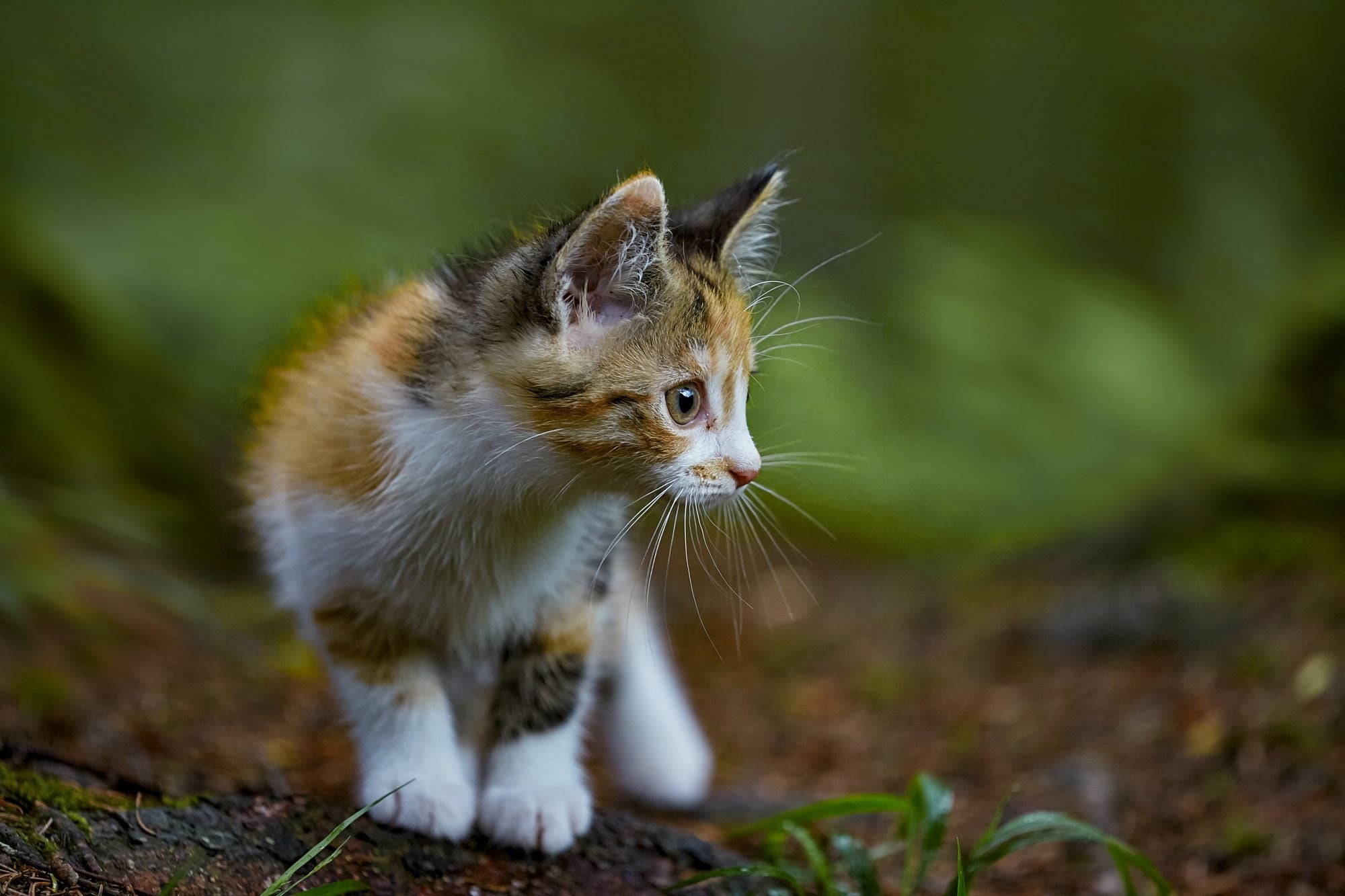 How much food should a kitten have per day?