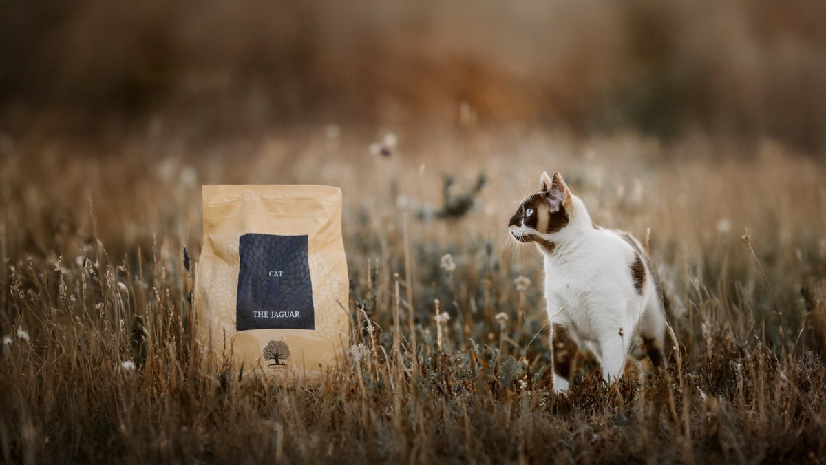 Cat Meal Boxes
