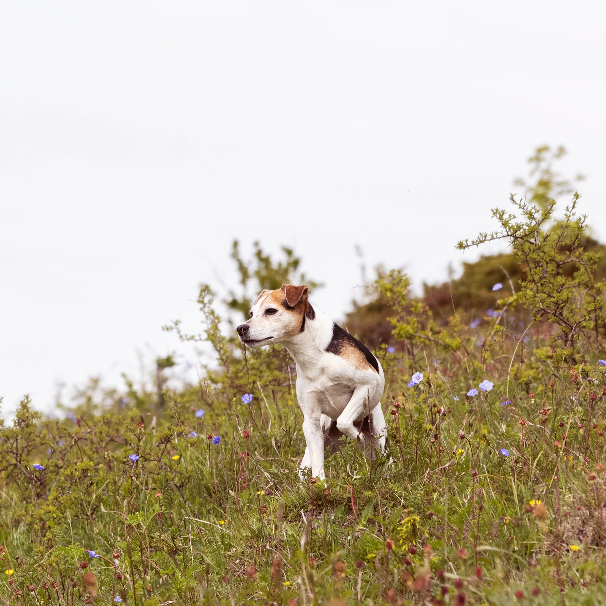 Curated visual reference: Gallery Detail: Essential Foods Older Grain Free Senior Dog Food