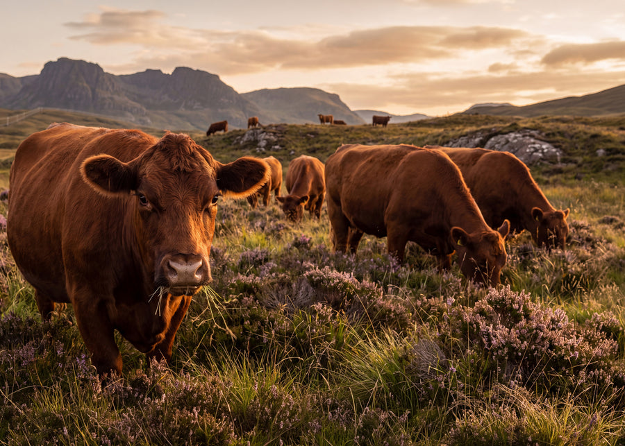 Aberdeen Angus Beef