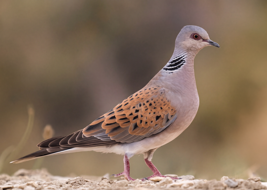 Wild Pigeon
