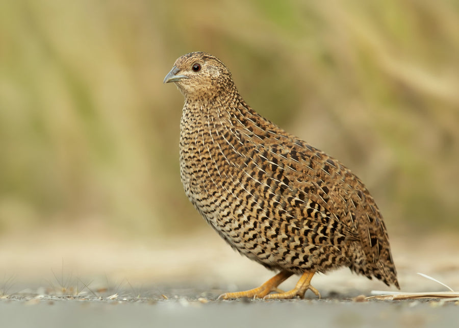 Wild Quail